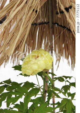 上野東照宮の冬の牡丹 7775112