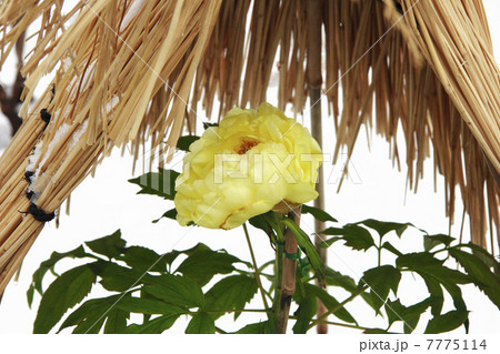 上野東照宮の冬の牡丹 7775114