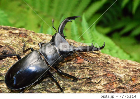 マンディブラリスフタマタクワガタ　森林の木の上で 7775314