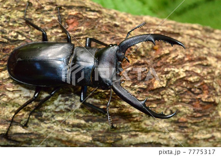 マンディブラリスフタマタクワガタ 森林の木の上で マンディブラリスフタマタクワガタ 森林の木の上で 7775317