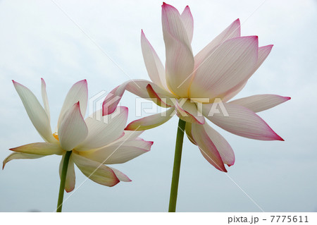 行田市の古代蓮の里 7775611