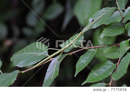 ナナフシ ナナフシ 7775656