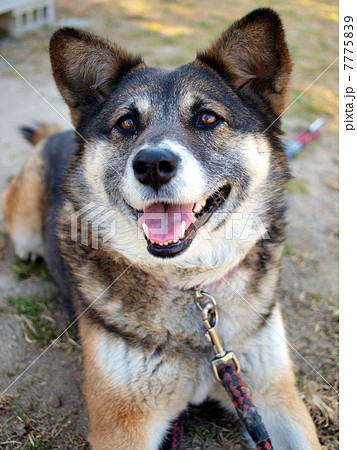 笑顔で見上げる犬の写真素材