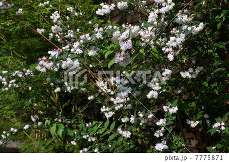 にしきうつぎの花の写真素材