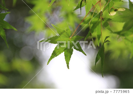 ヤマモミジ 7775965