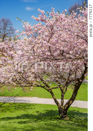blossoming apple tree in a park 7776217