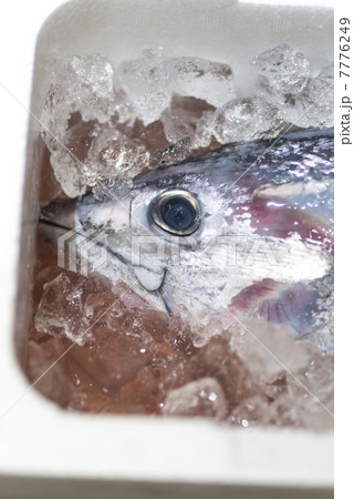 初鰹 初鰹 7776249