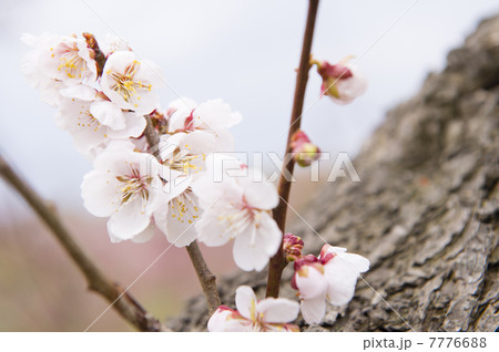 白梅 白梅 7776688