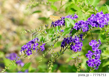 デュランタ（宝塚）＆セセリチョウ（イチモンジセセリ） 7776753