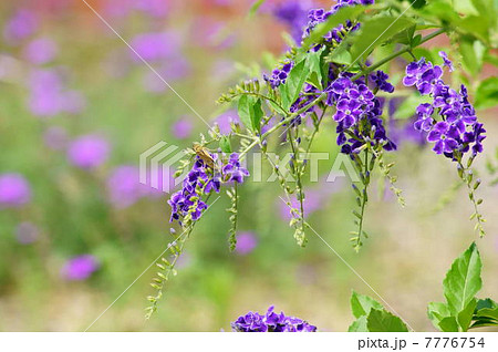 デュランタ(宝塚)&セセリチョウ(イチモンジセセリ) デュランタ(宝塚)&セセリチョウ(イチモンジセセリ) 7776754