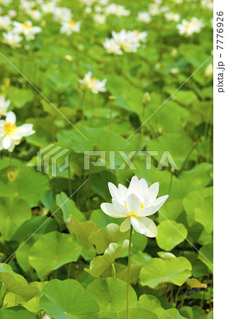 蓮の花、極楽 7776926