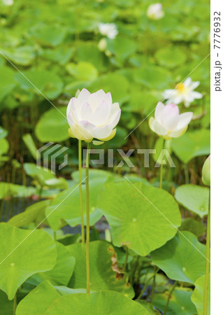 蓮の花、極楽 7776932