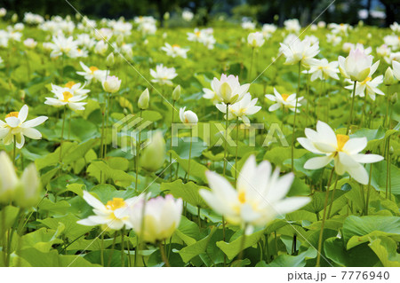 蓮の花、極楽浄土 蓮の花、極楽浄土 7776940
