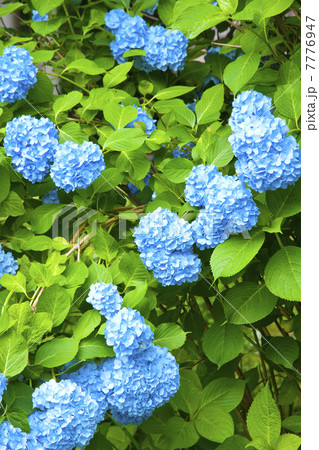 紫陽花 紫陽花 7776947