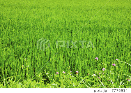 特別栽培米 特別栽培米 7776954