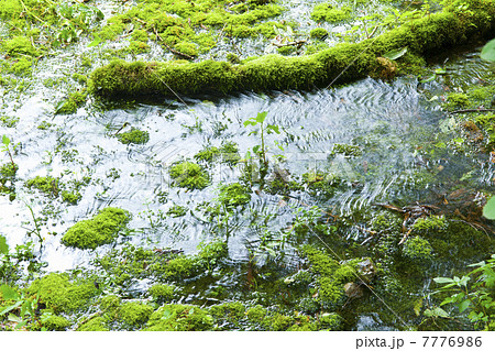 姫川源流湧き水 7776986