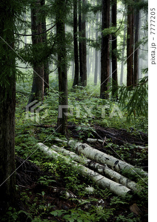 深い森の朝 7777205
