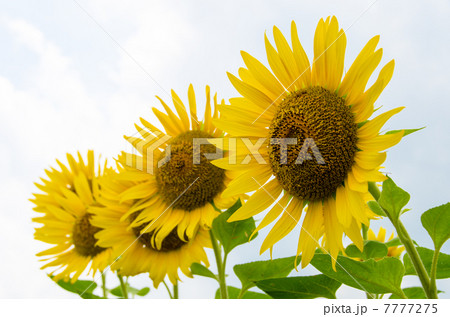 ひまわり 7777275