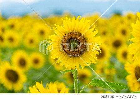 ひまわり 7777277