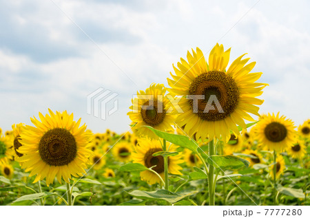 ひまわり ひまわり 7777280