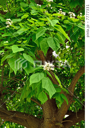 樹木・アメリカキササゲ　ノウゼンカズラ科 7777331