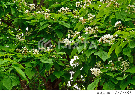 樹木・アメリカキササゲ　ノウゼンカズラ科 7777332