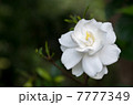 クチナシ 7777349