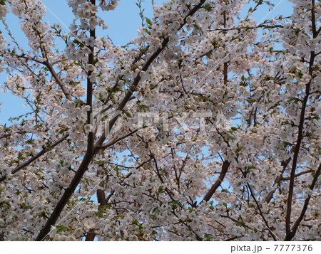 満開の桜 満開の桜 7777376