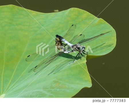 トンボのペア 7777383
