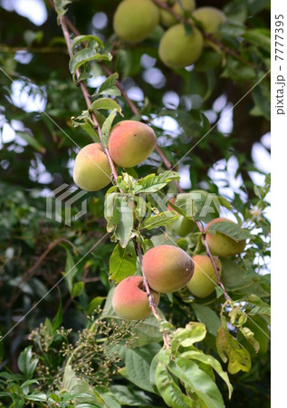 赤みをおびて熟す梅の実 7777395