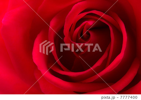 薔薇の花 薔薇の花 7777400