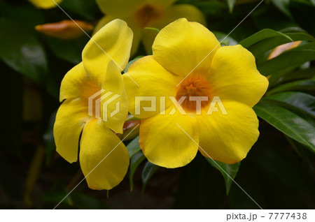 満開の「オオバナアリアケカズラ」（沖縄県那覇市） 7777438