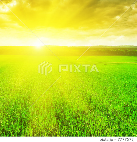 beautiful sunrise over a wheat field beautiful sunrise over a wheat field 7777575