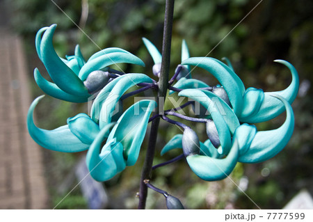 ヒスイカズラ 7777599