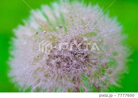 たんぽぽ 7777600