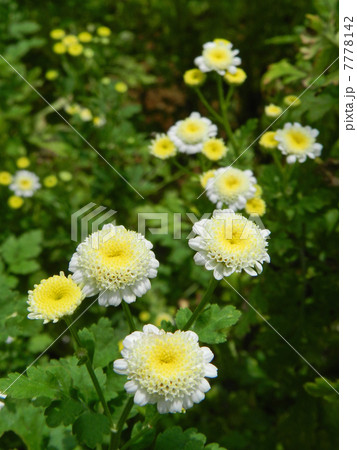 ナツシロギク（夏白菊） 7778142