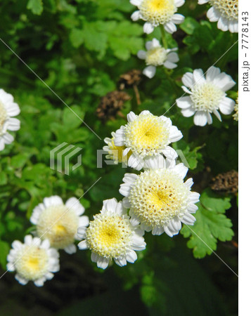 ナツシロギク(夏白菊) ナツシロギク(夏白菊) 7778143