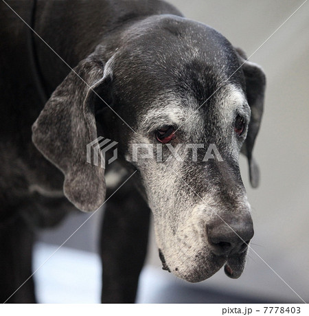 Great Dane 7778403