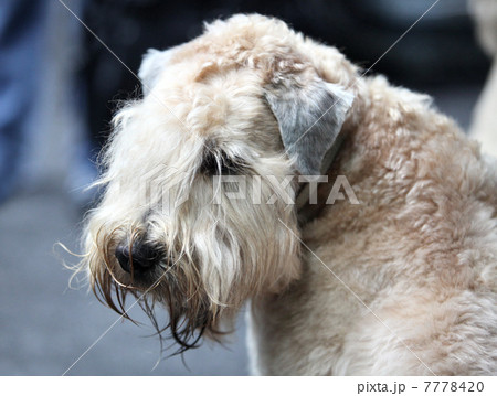 airedale terrier 7778420