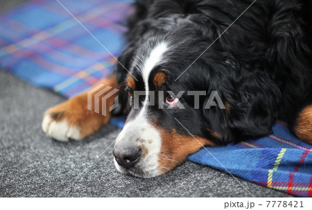 St. Bernard dog 7778421