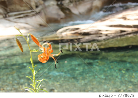 清流のコオニユリ 7778678