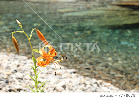 清流のコオニユリ 清流のコオニユリ 7778679