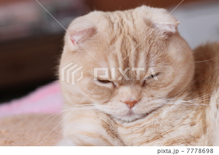 うたたねする猫 うたたねする猫 7778698