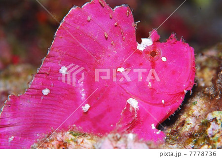 ハダカハオコゼ ハダカハオコゼ 7778736