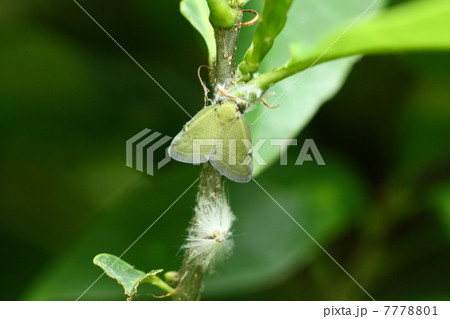 アミガサハゴロモ アミガサハゴロモ 7778801