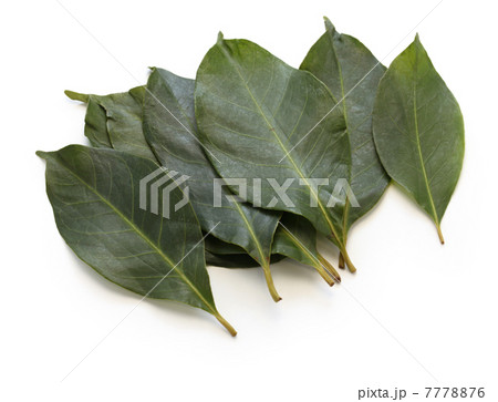 サラムリーフ サラムリーフ 7778876