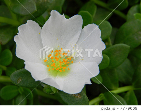 ポーチュラカ（花滑りひゆ） 7779009