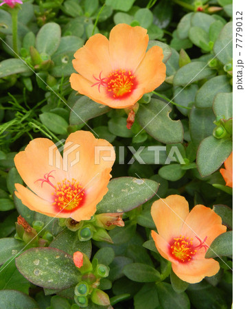 ポーチュラカ（花滑りひゆ） 7779012