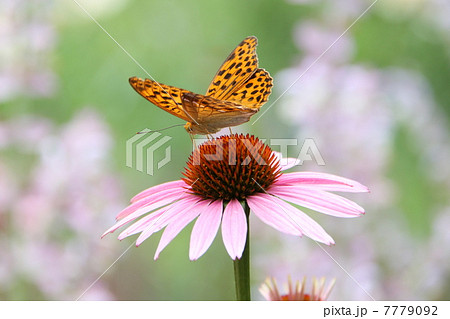エキナセアと蝶 エキナセアと蝶 7779092