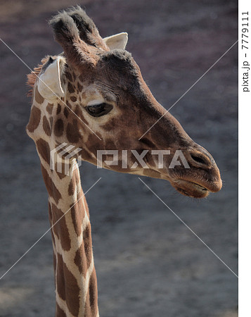 キリンさん 7779111